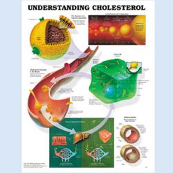 Wandplaat 'Understanding Cholesterol' 