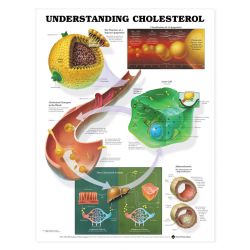 Wandplaat 'Understanding Cholesterol' 