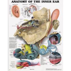 Wandplaat 'Anatomy of the Inner Ear'