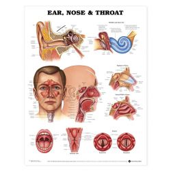 Wandplaat 'Ear, Nose and Throat'