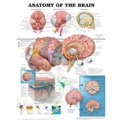 Wandplaat 'Anatomy of the Brain'