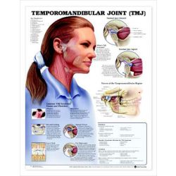 Wandplaat 'Temporomandibular Joint'