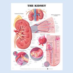 Wandplaat 'The Kidney'