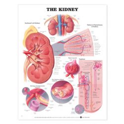 Wandplaat 'The Kidney'