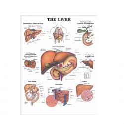 Wandplaat 'The Liver'