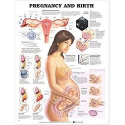 Wandplaat 'Pregnancy & Birth'