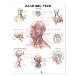 Wandplaat 'Head & Neck'