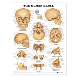 Wandplaat 'The Human Skull' 