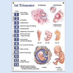 Four Trimesters of Childbearing Set of four charts 64x49cm