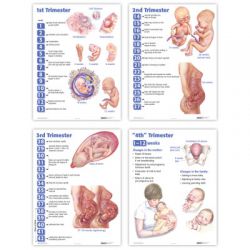 Four Trimesters of Childbearing Set of four charts 64x49cm