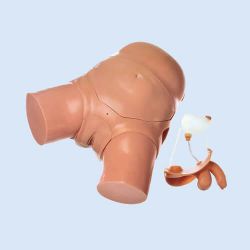 Katherisatiemodel met PEG/SP/stoma en injectiekussen
