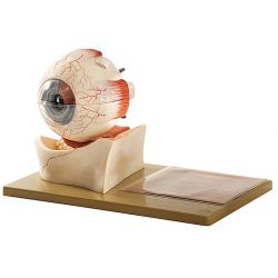 Oog, 5x vergroot, 7-delig 2