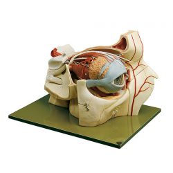 Oog met oogkas, 5x vergroot, 9-delig