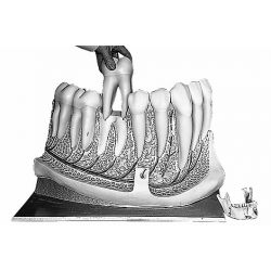 Rechter onderkaak, collegezaalmodel, 8x vergroot, 9-delig