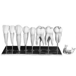 Tanden- rechter bovenkaak, 8x vergroot, 8-delig