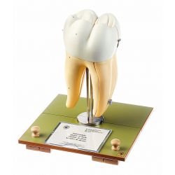 Eerste rechter onderkies, 16x vergroot, 6-delig