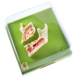 Boven- en onderkaakhelft, natuurlijke grootte, 2-delig