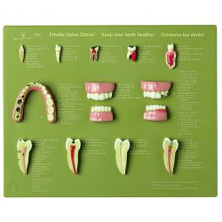 Demo-kast 'Keep your teeth healthy' (En/Du/Fr), 12 modellen 