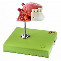 Tong, natuurlijke grootte, 3-delig