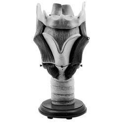 Strottehoofd, collegezaalmodel, 5x vergroot, 11-delig