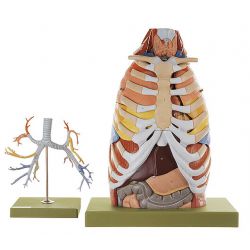 Anatomie model van de borstkas, 17-delig