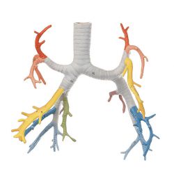 Bronchiale boom, uit HS 21