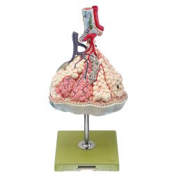 Longkwab, 150x vergroot