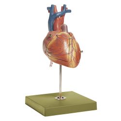 Foetushart, ca. 3 tot 4x vergroot, 3-delig