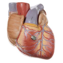 Hart, 3/4 natuurlijke grootte, 2-delig