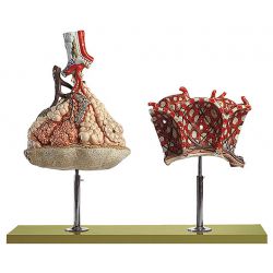 Longkwab, 150x vergroot en longblaasje, 1.000x vergroot