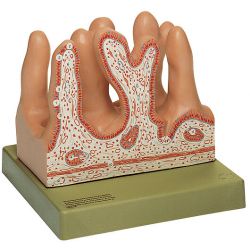 Binnenstructuur van de nuchtere darm, jejunum, 400x vergroot