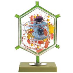 Model van een levercel, veelvoudige vergroting 