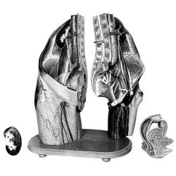 Vrouwelijk bekken met liesstreek, 4-delig