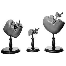 Ontwikkeling van het menselijk gezicht, 6 modellen, 12-delig