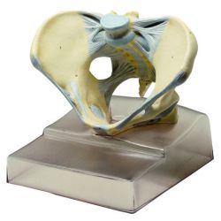 Vrouwelijk bekken met bandapparaat