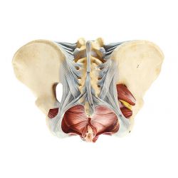 Vrouwelijke bekkenbodem