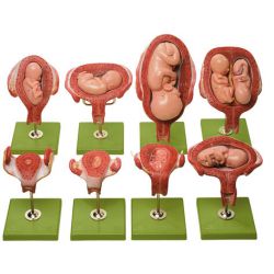 Uterus met embryo in de 1e maand
