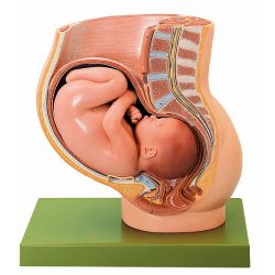 Bekken met uterus in de 9e maand zwangerschap, 2-delig