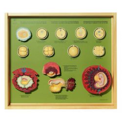 Demo-kast 'Human development...' (En/Du/Fr), 13 modellen