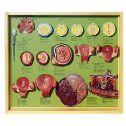 Demo-kast 'Fertilization and development...' , 16 modellen