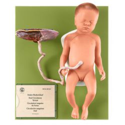 Vrouwelijke foetus, 13-delig