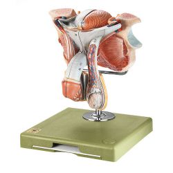 Mannelijke geslachtsorganen, 5-delig