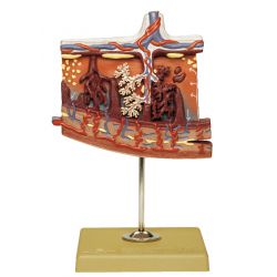 Placentamodel, 4x vergroot