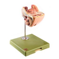 Vrouwelijke geslachtsorganen, 4-delig 2