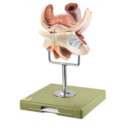 Vrouwelijke geslachtsorganen, 4-delig