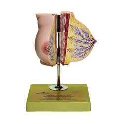 Vrouwenborst, iets vergroot, in 2 helften open te klappen