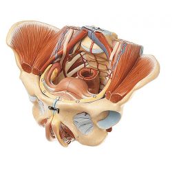 Vrouwelijk bekken, 4-delig