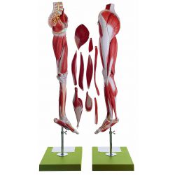 Spierbeen met bekkenhelft, 10-delig