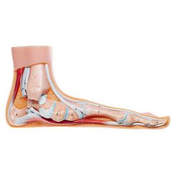 Model van een platvoet