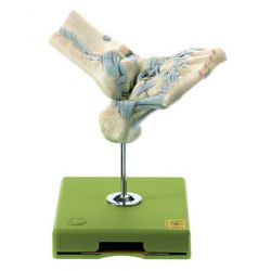 Voetgewrichtsbanden met opengewerkt spronggewricht 